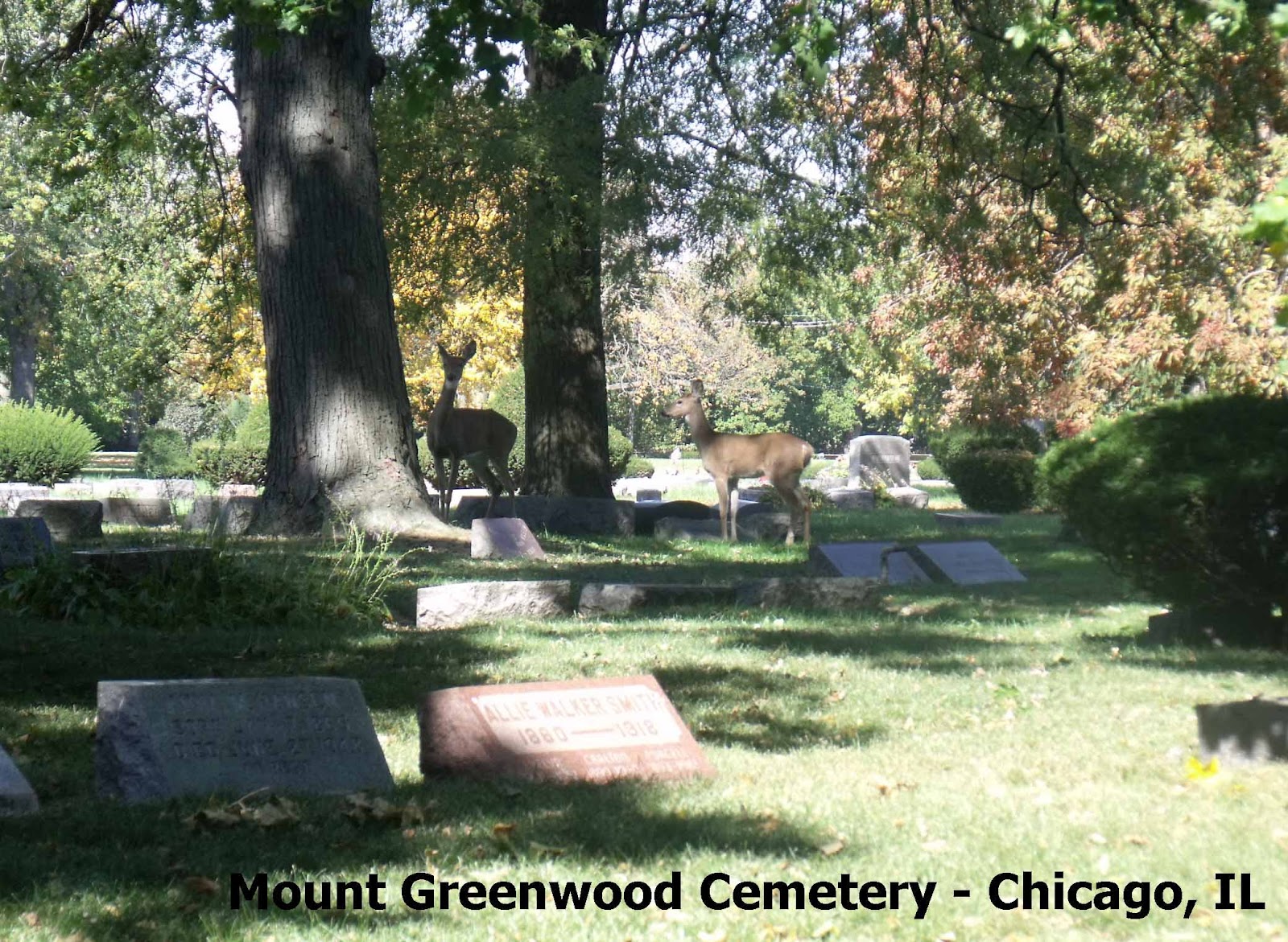Cemetery today (10/2/2012)