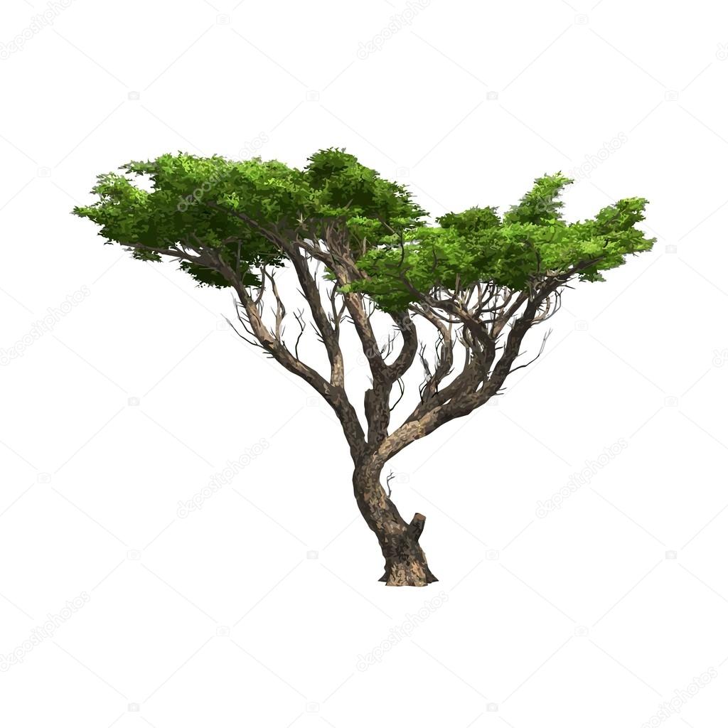 Acacia tree isolated. Vector