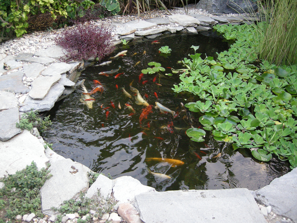 If you have a pond (which