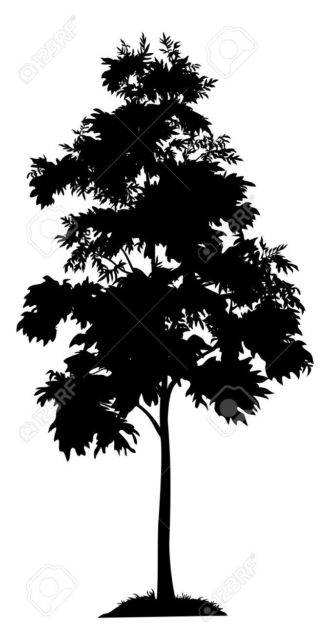 Acacia tree with leaves and