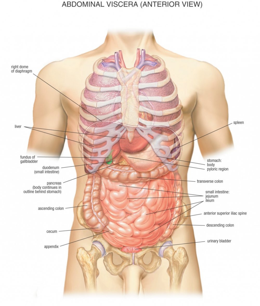Stomach-Organs-Pictures-1.jpg