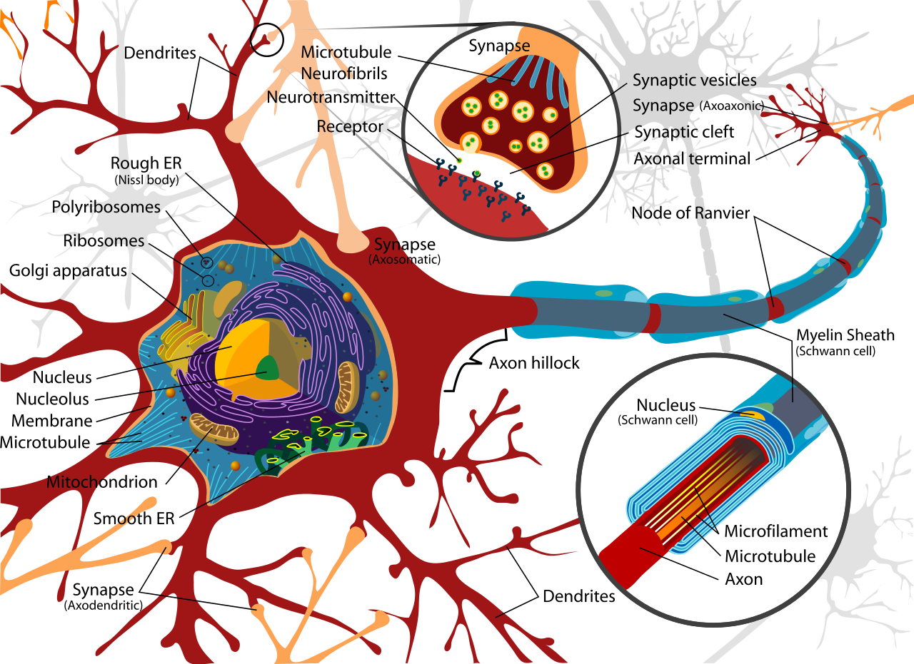 vertebrate motor neuron