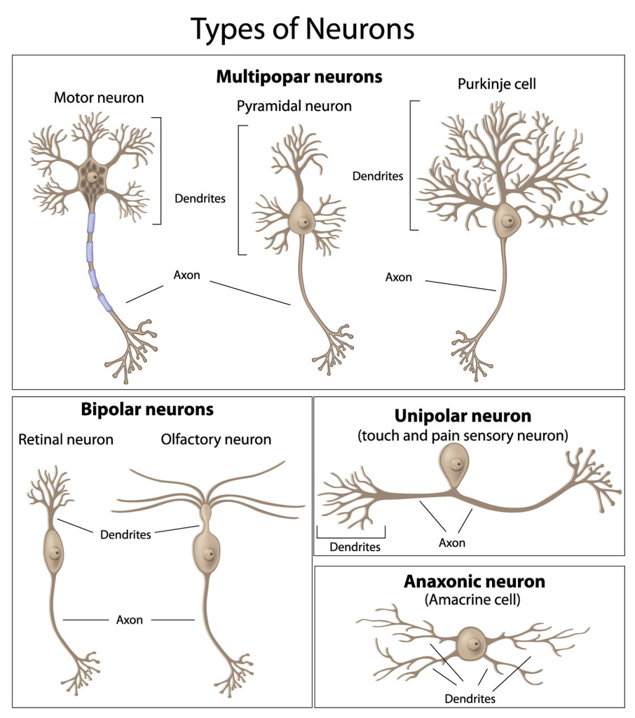 Multipolar neurons.