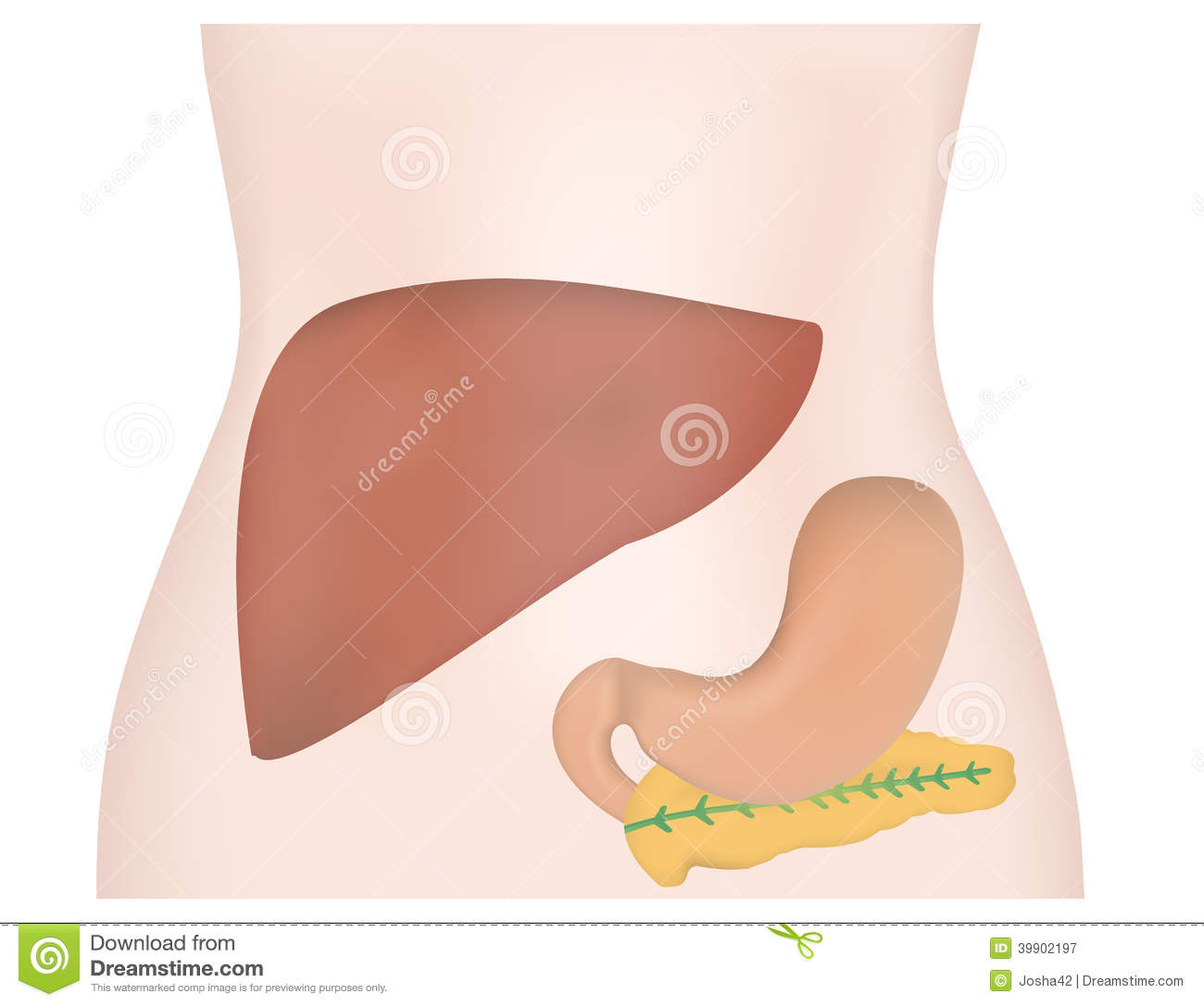 Abdominal Organs Liver Stomach