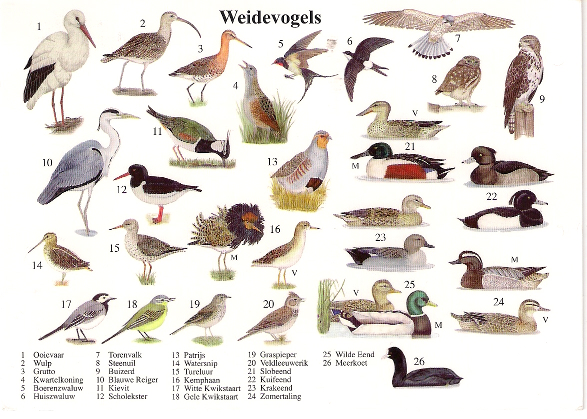 List of birds by common name