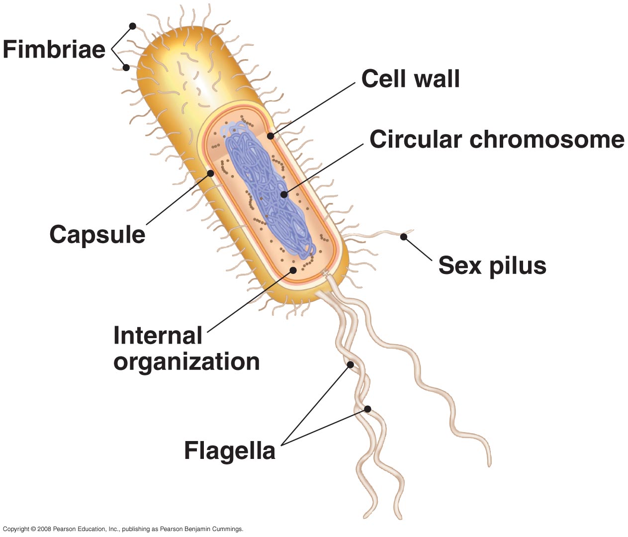 Domain Bacteria