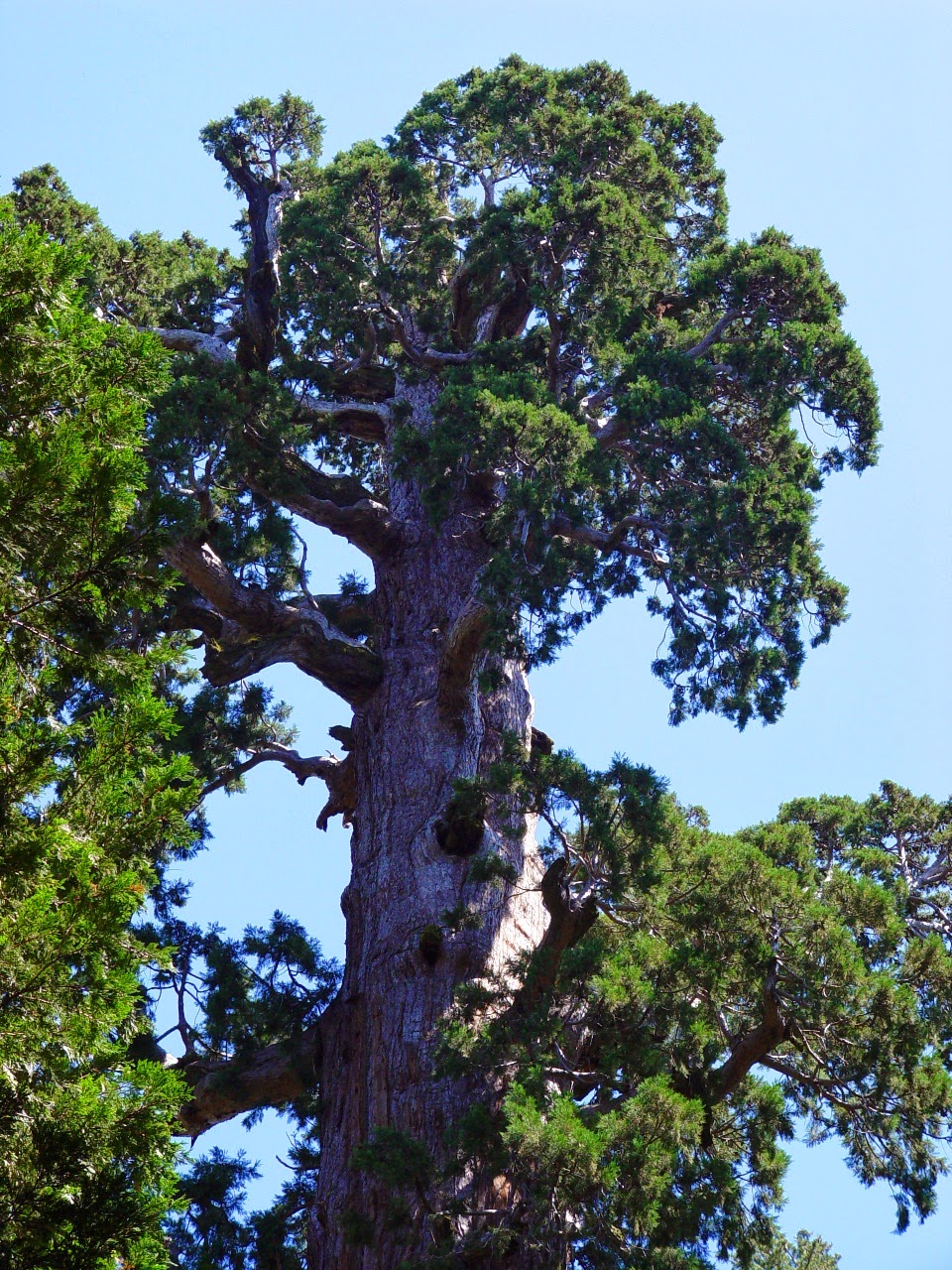 the General Grant Tree in