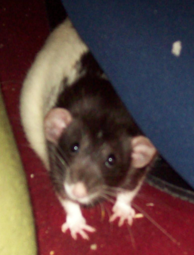 2 young female rats for sale
