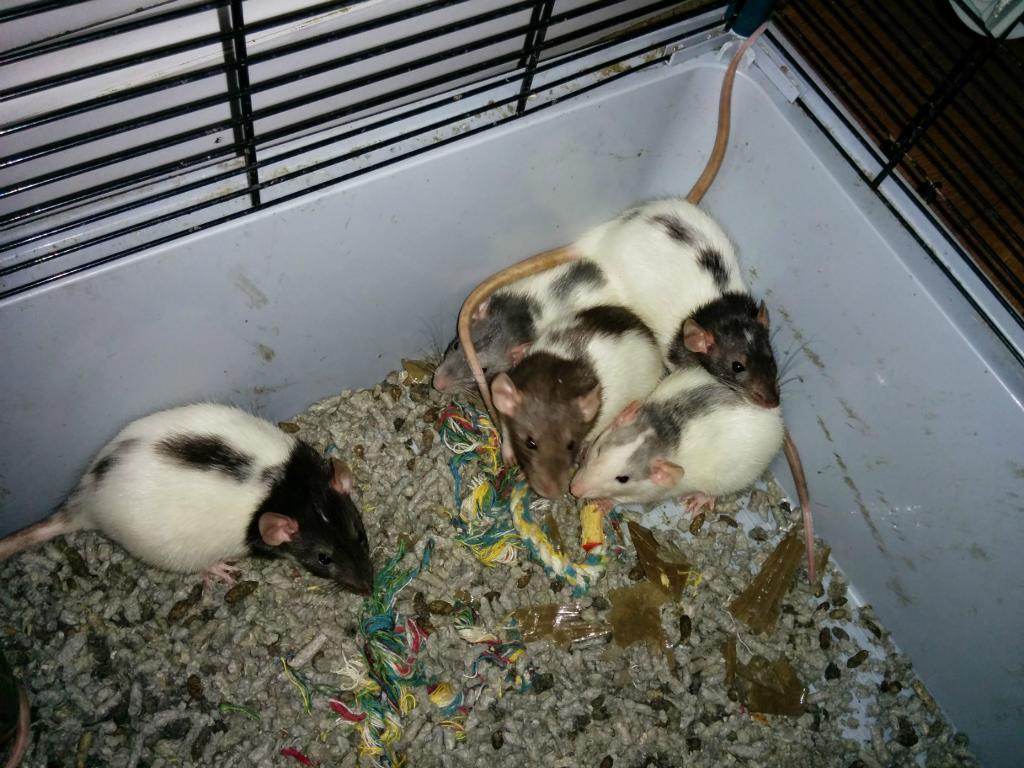 Female Rats - Age around 2