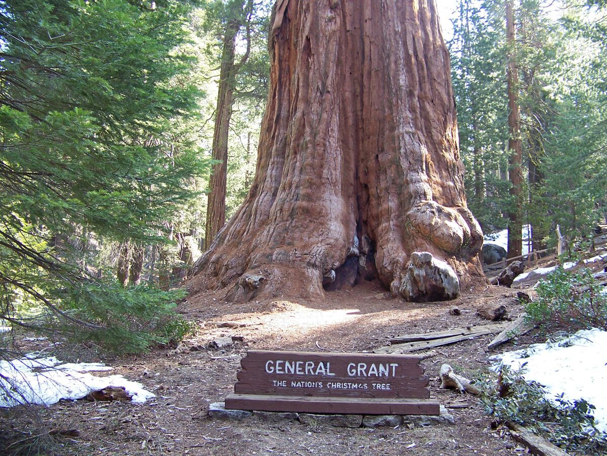 General Grant is the largest