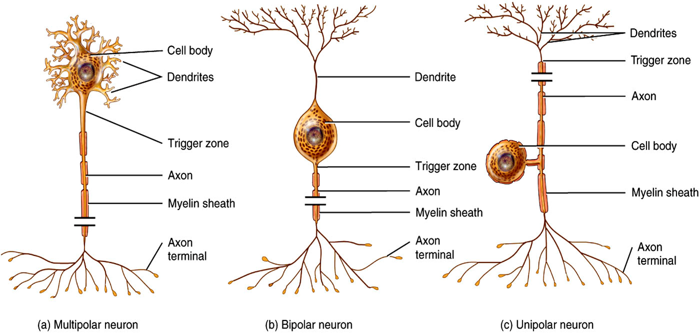 neurons and interneurons.