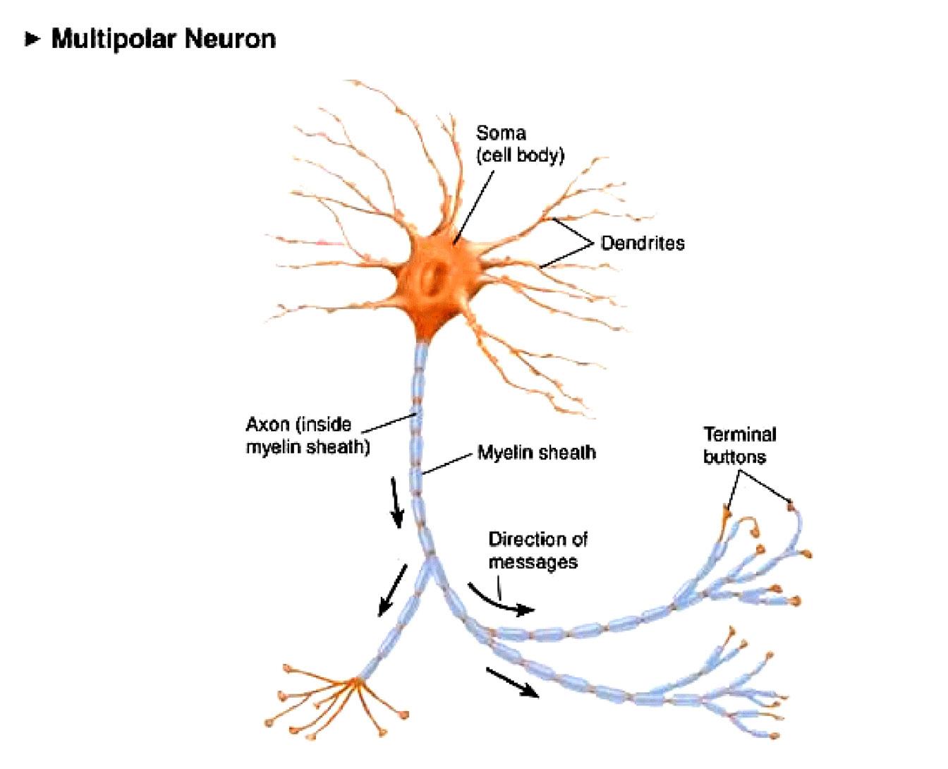 image multipolar-neuron for