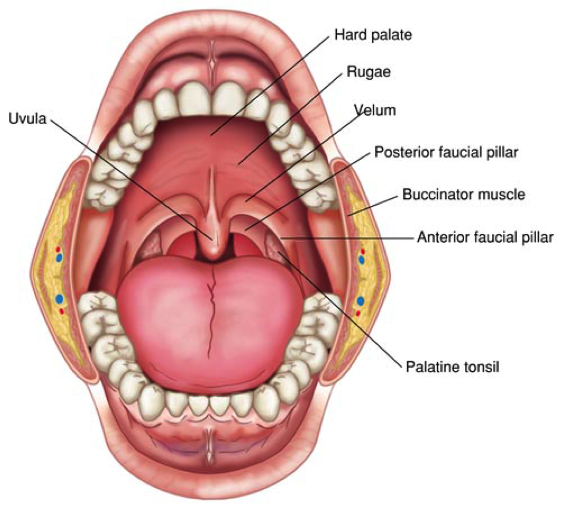 image oralcavity for term side