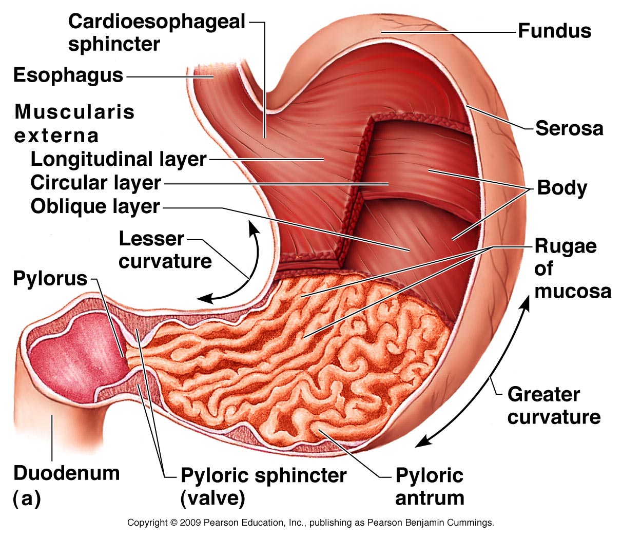 The stomach can be divided