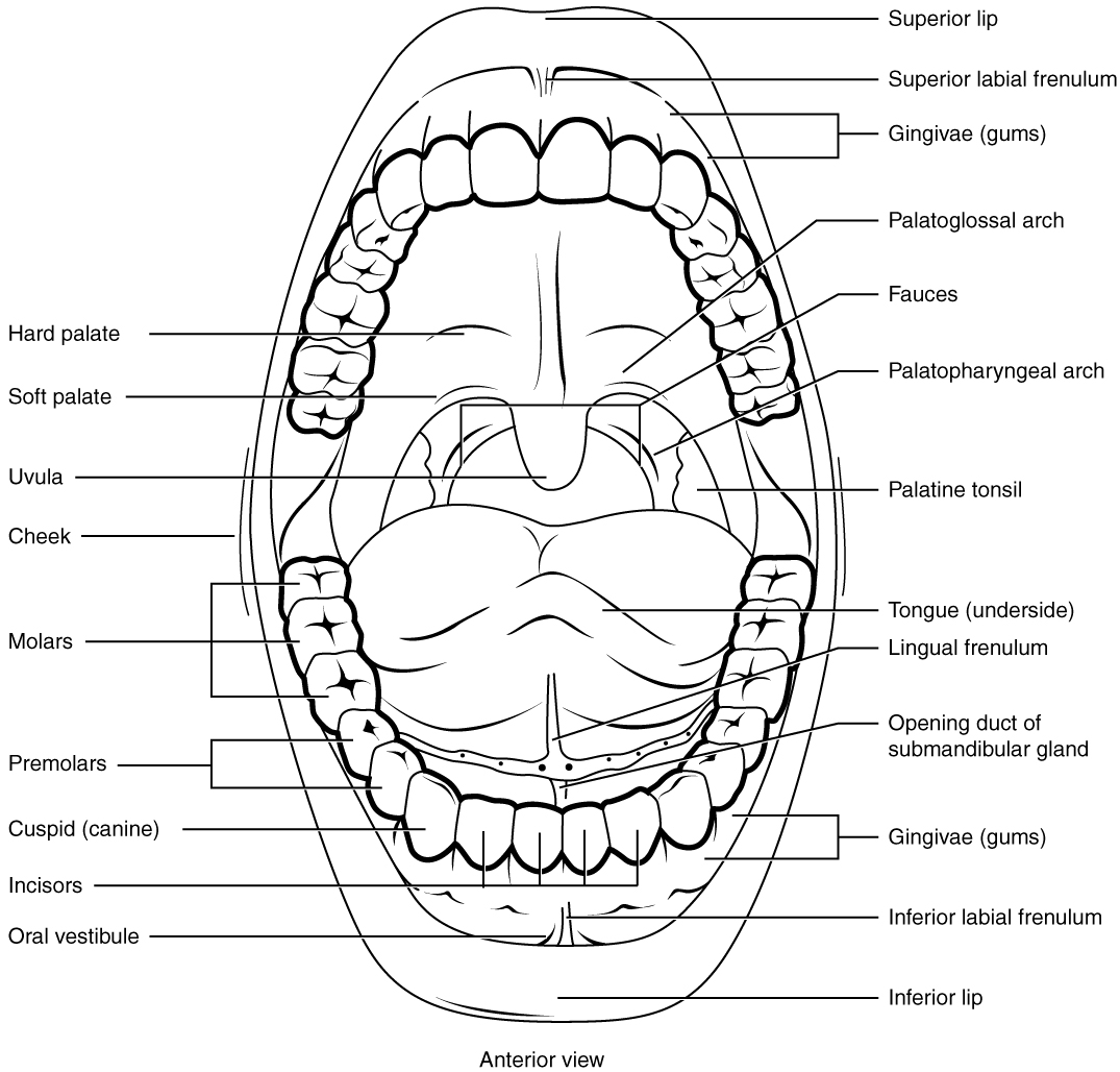 structure of the mouth.