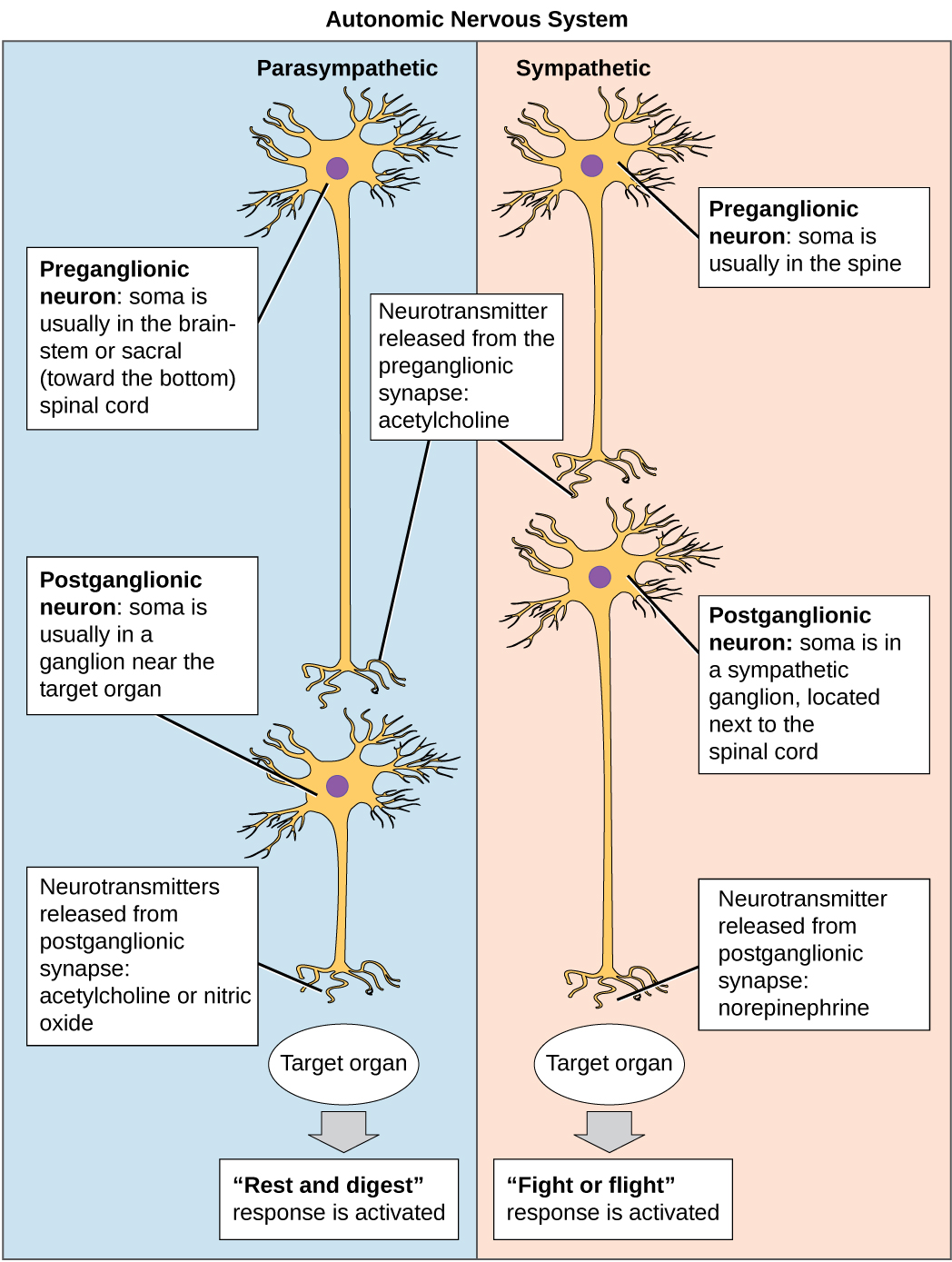 a preganglionic neuron
