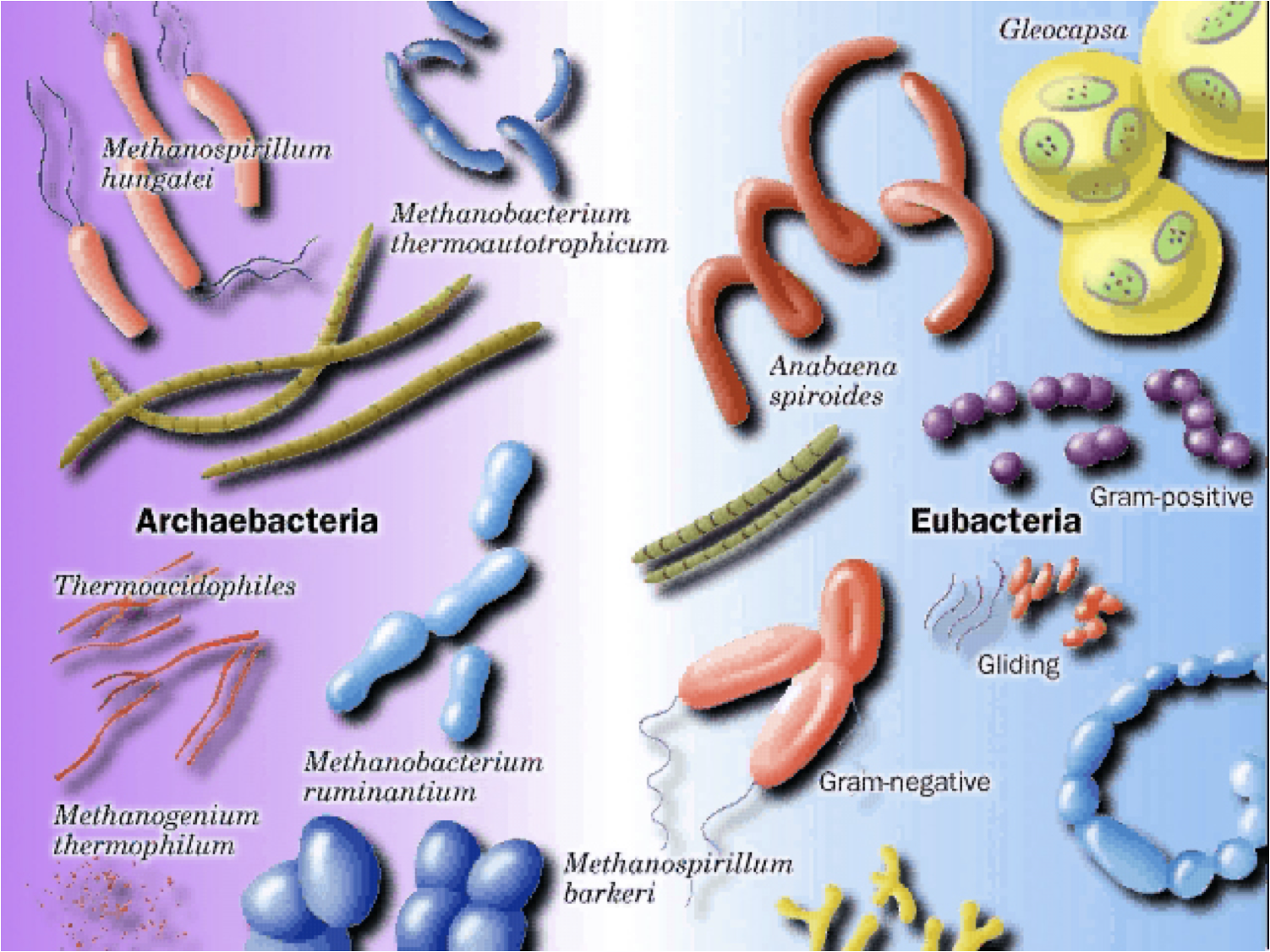 Archaebacteria text images