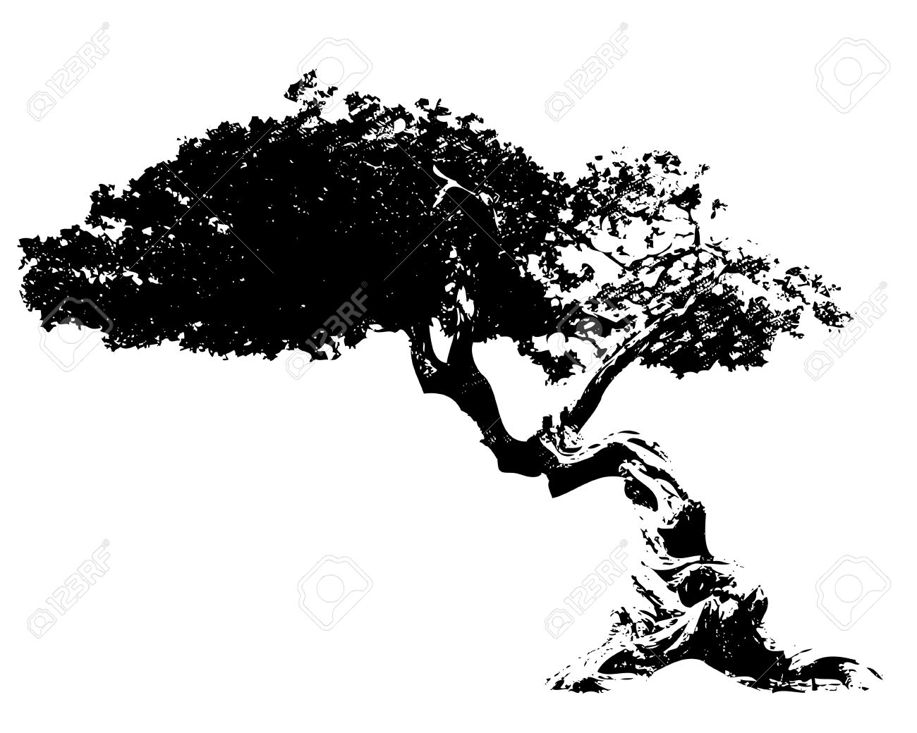acacia tree : Illustration