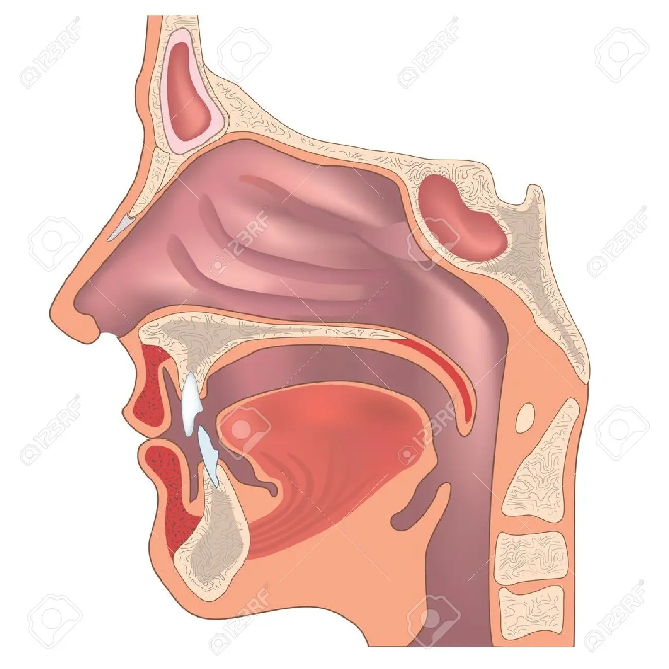 Anatomy of the nose and throat