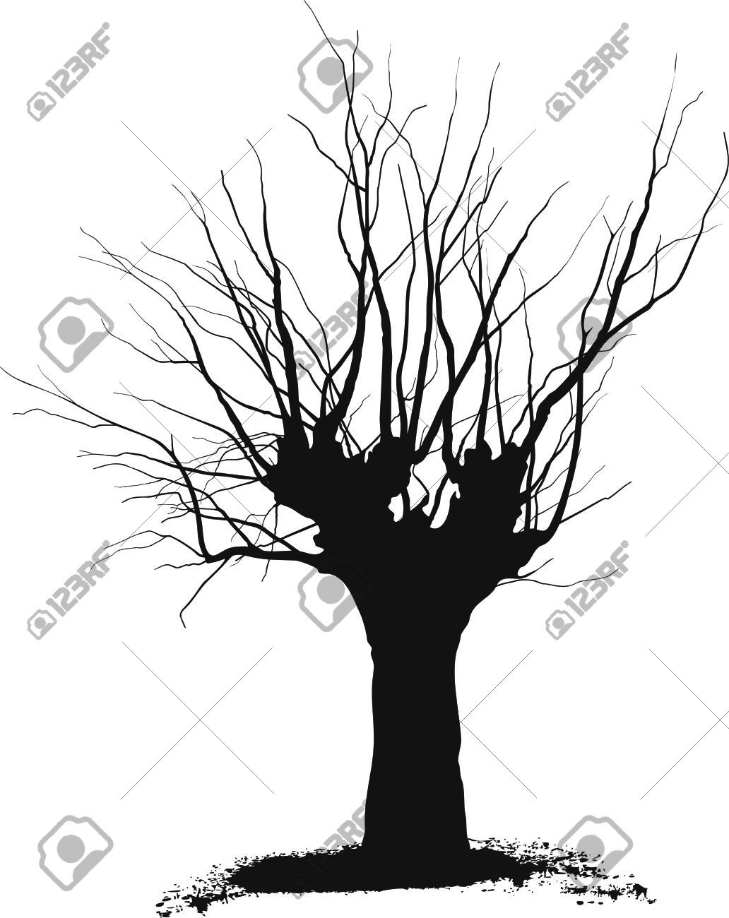 Silhouette acacia tree black