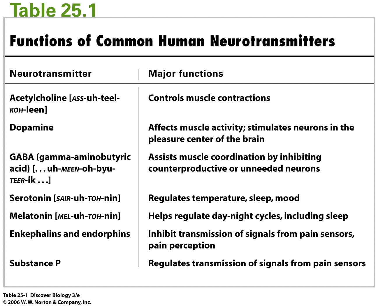 Different neurotransmitters
