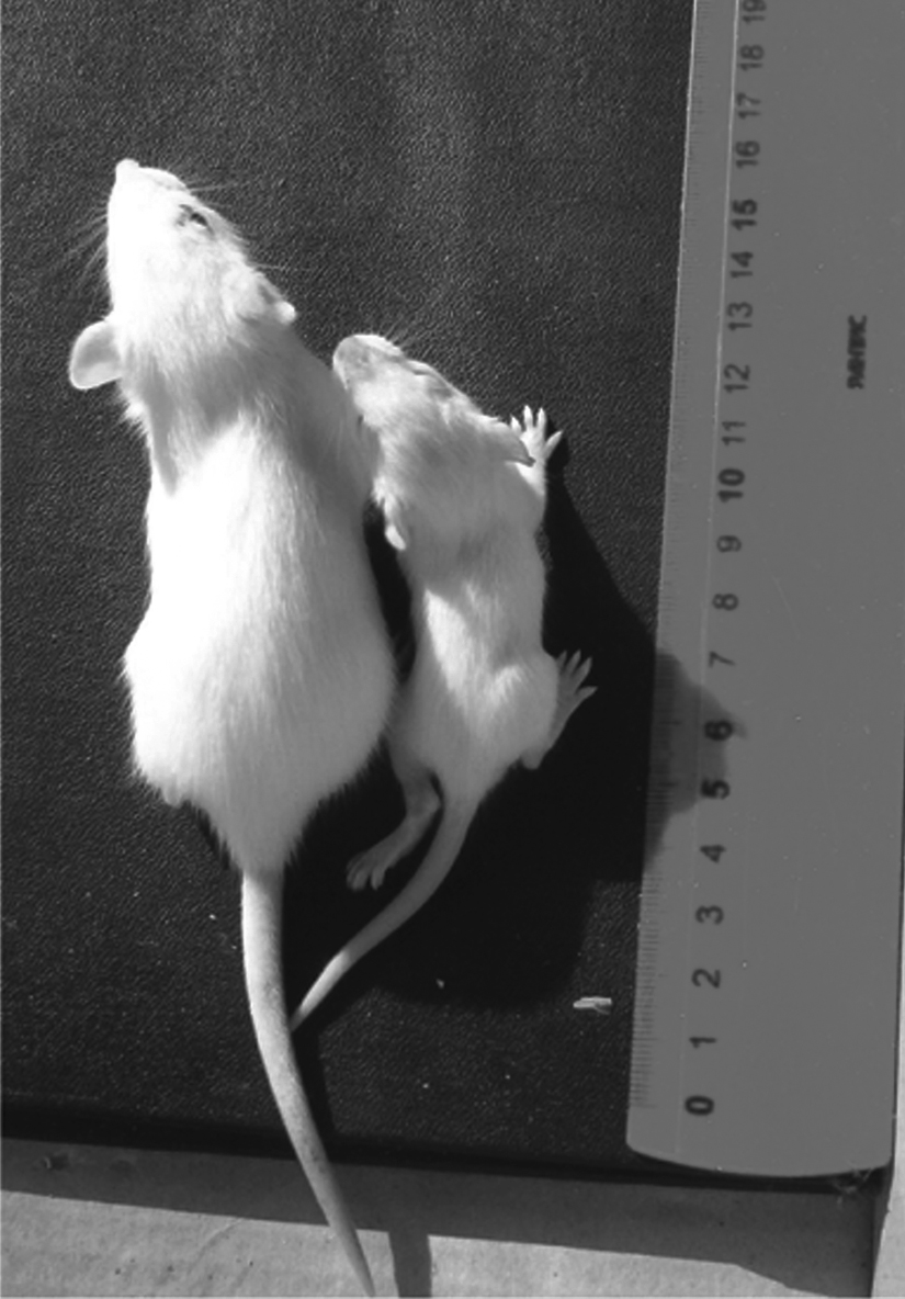 2006 that male rats fed GM