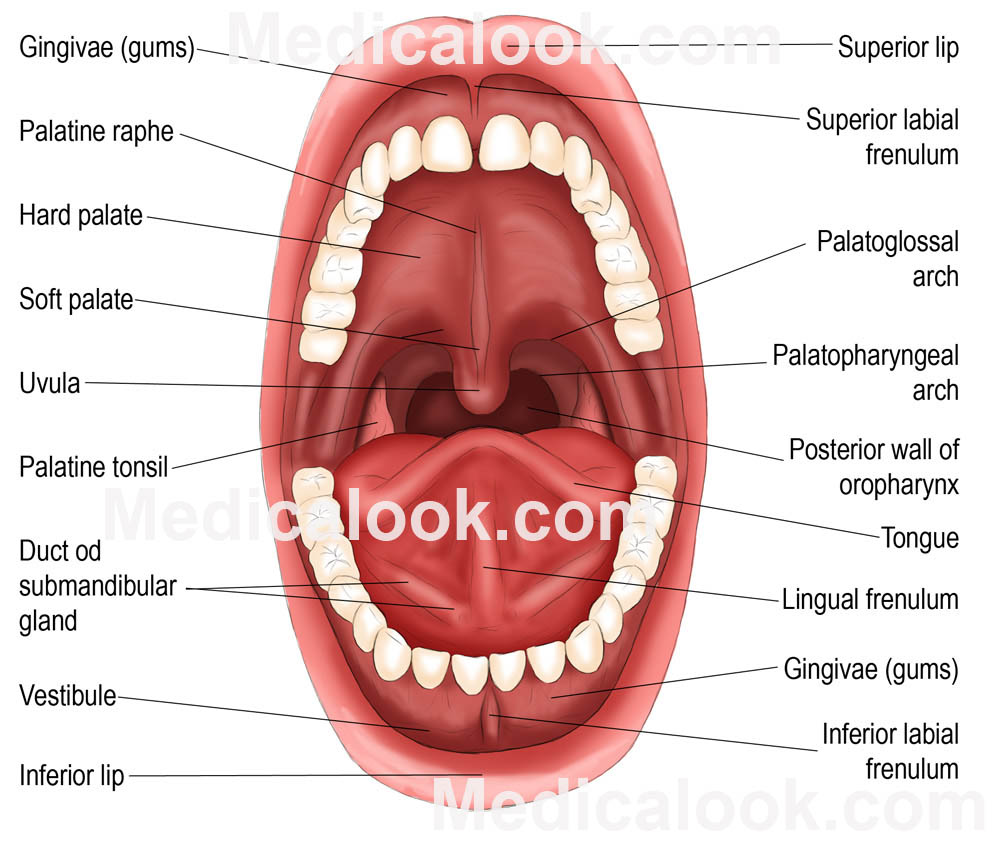 Human Mouth Anatomy
