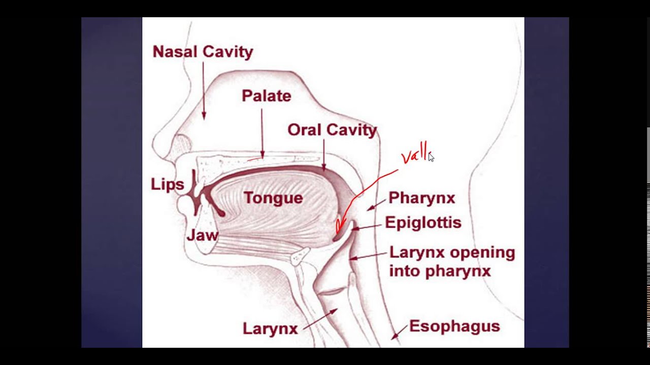 Basic Mouth and Throat