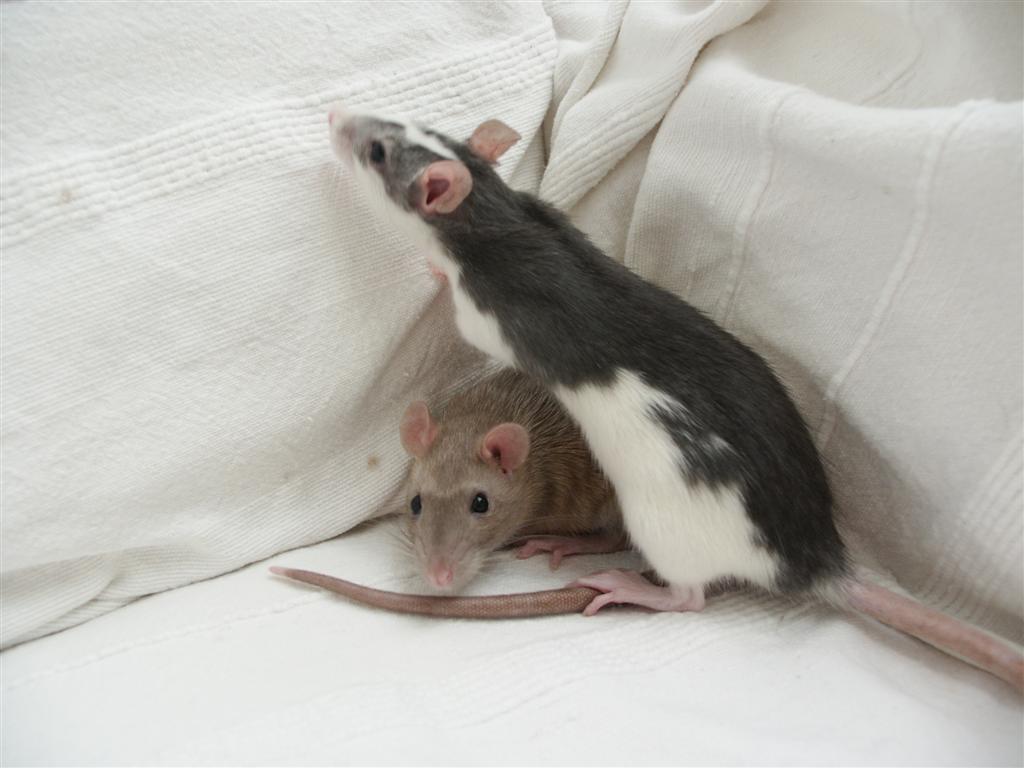 File:Two Female Pet Rats.JPG