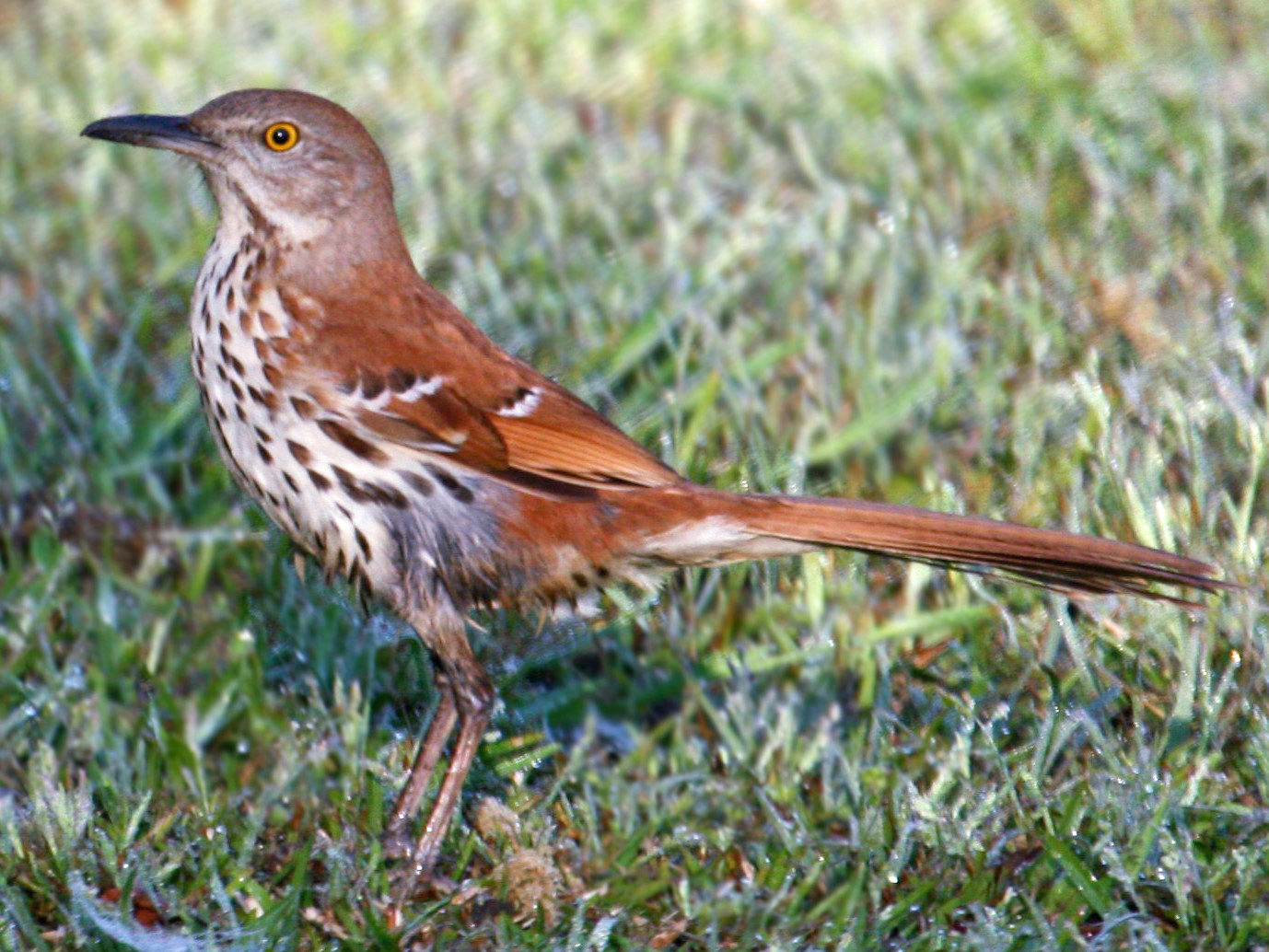 A brown-backed bird with a