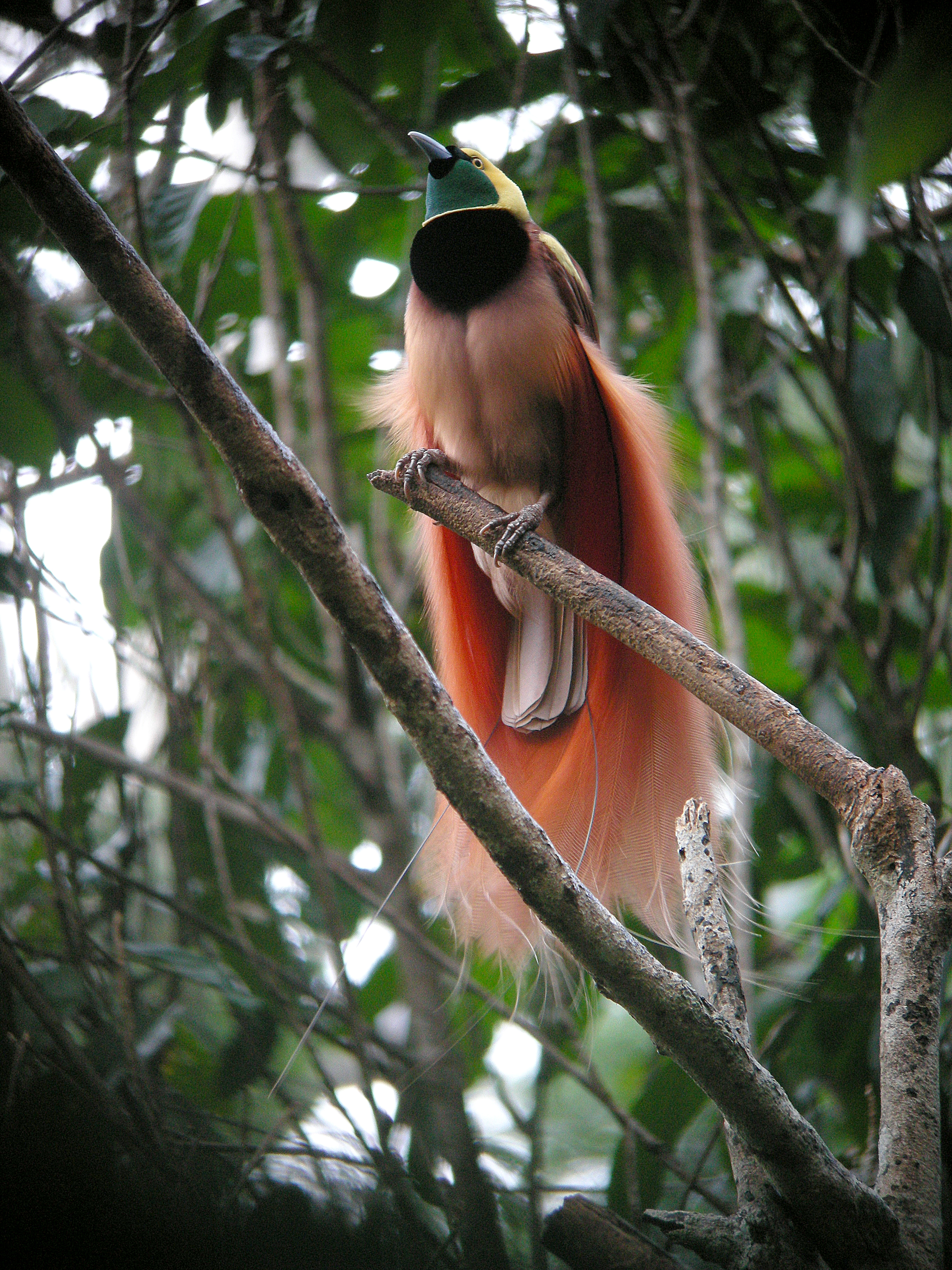 List of birds of Papua New