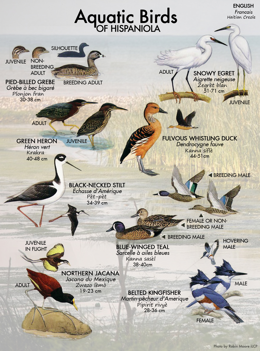 Aquatic Birds