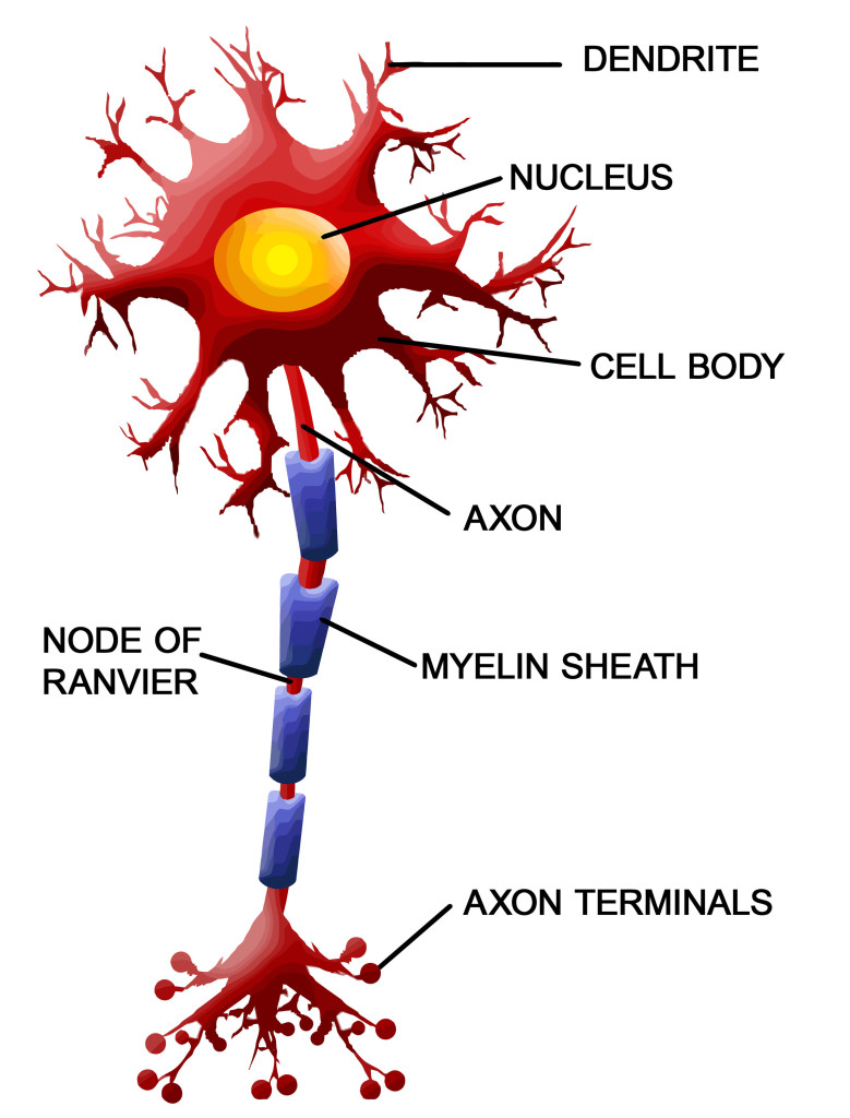 External Structure of a Neuron