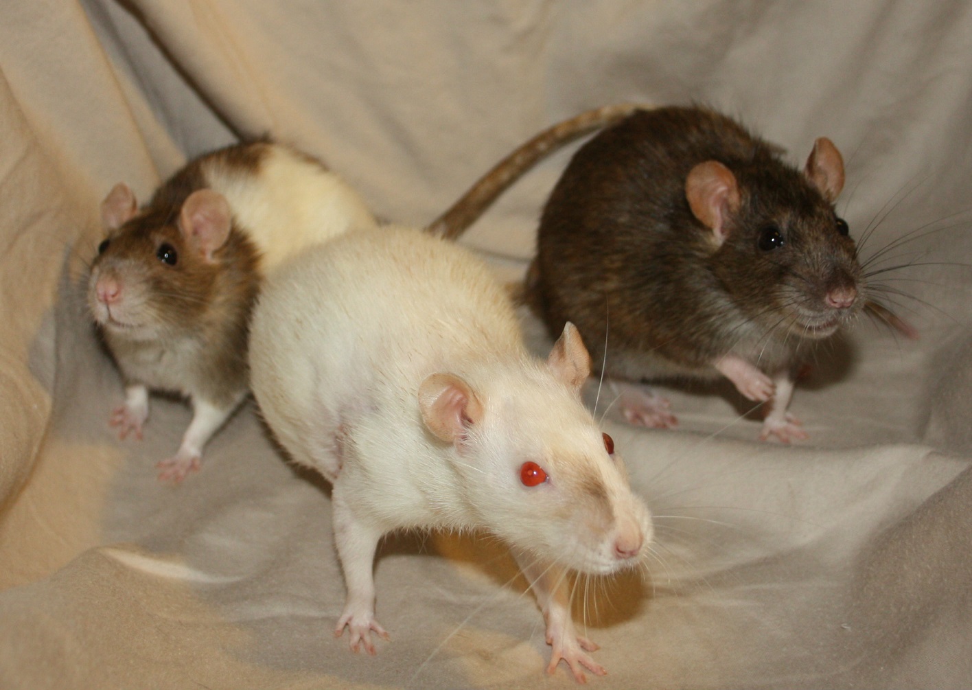 adoptable female rats