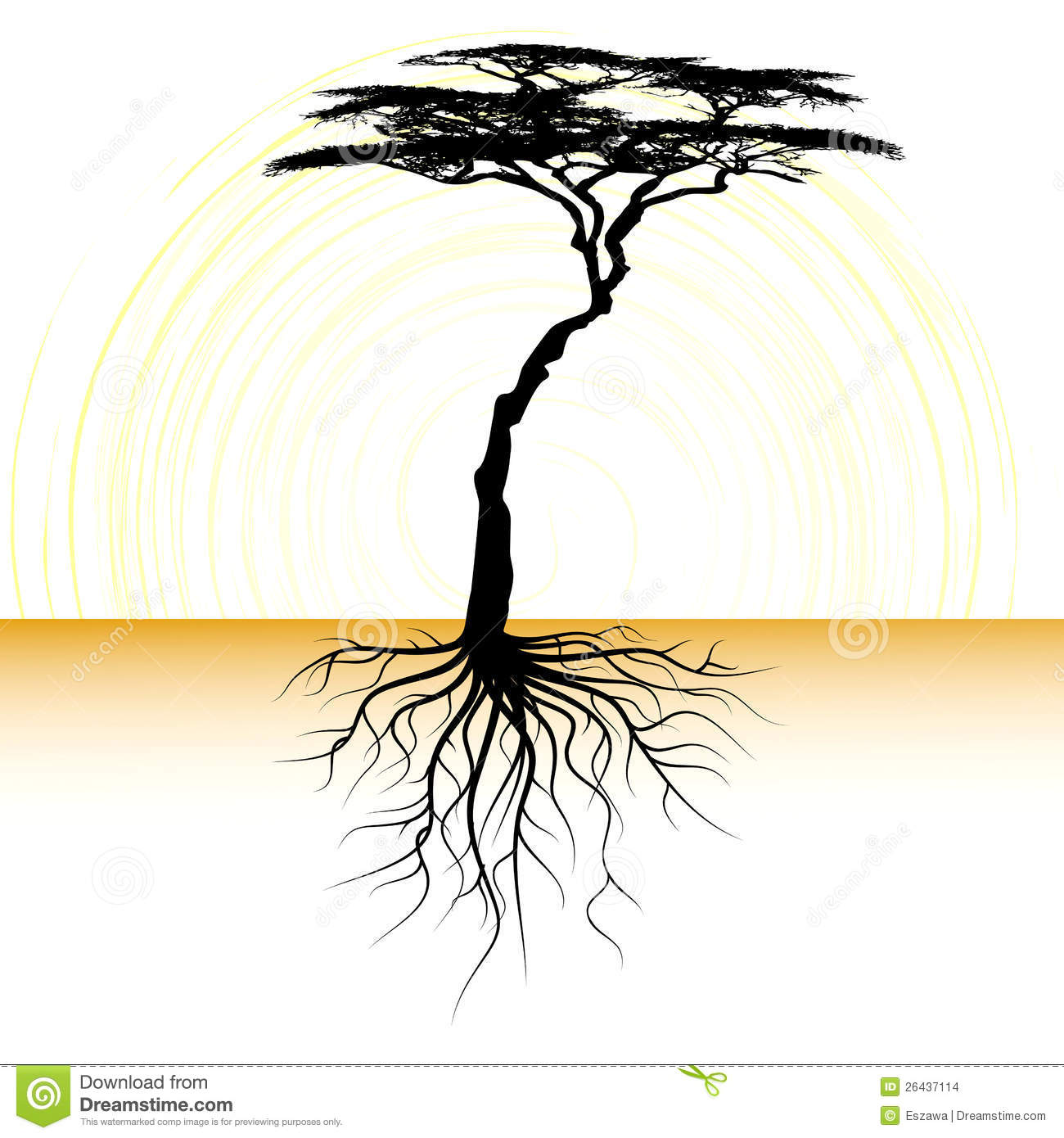 Acacia tree with a root