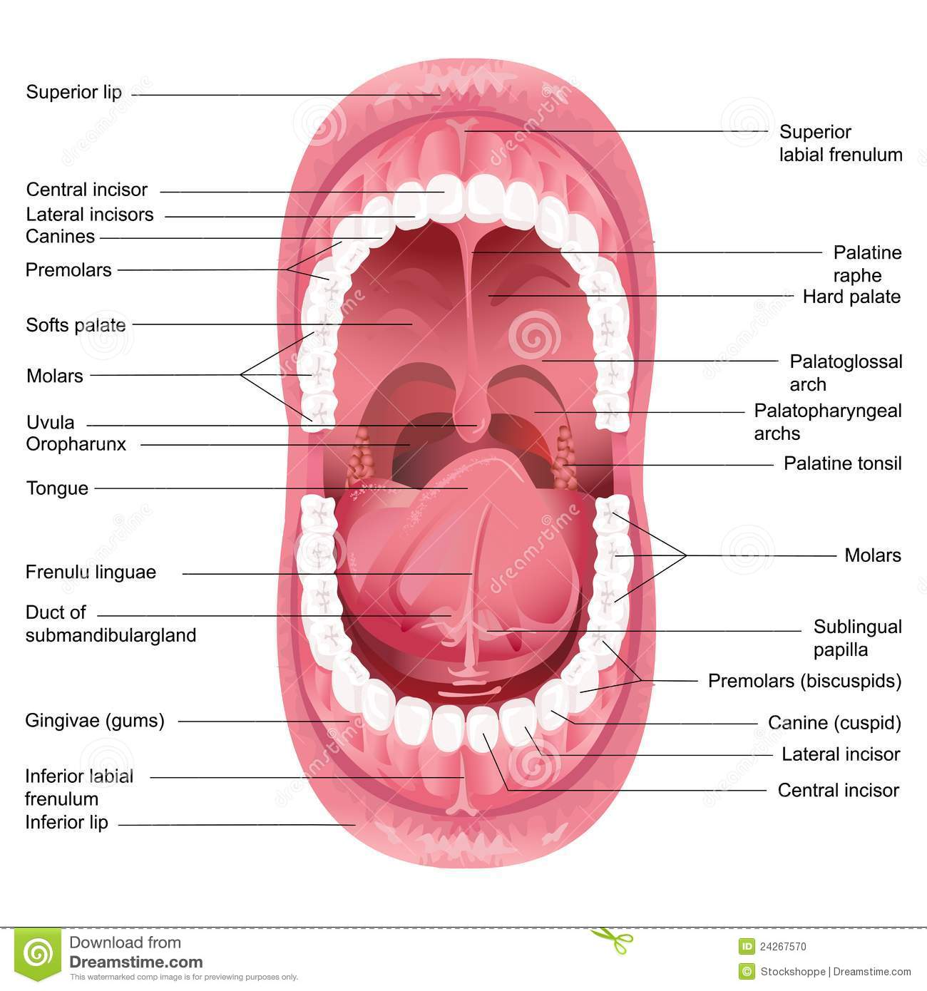 Mouth Anatomy Stock Photo