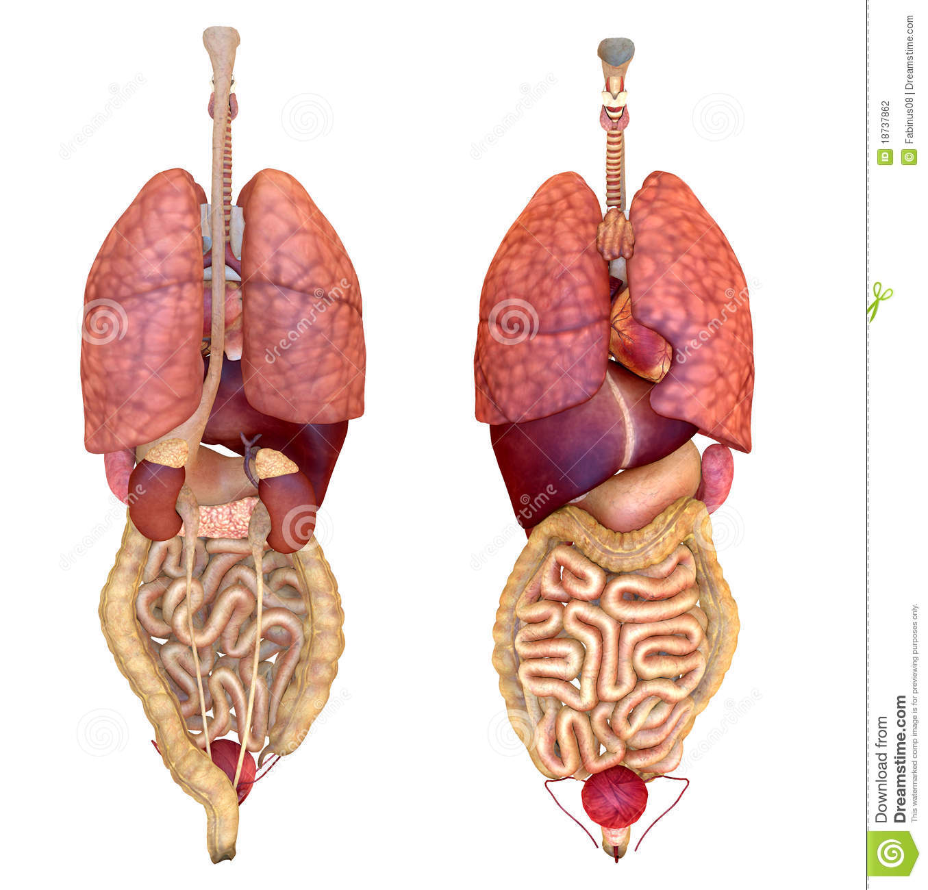 Internal Organs Diagram Back